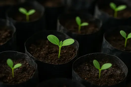 Bolsas de semillero con plántulas recién germinadas listas para trasplante.