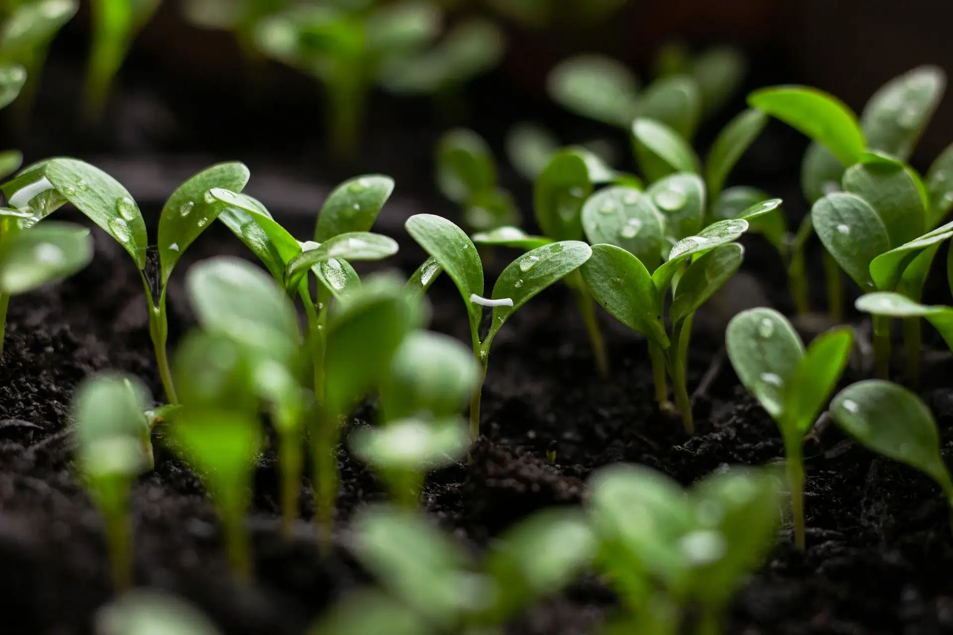 Bolsas para semilleros plásticas negras en diferentes tamaños listas para uso agrícola.