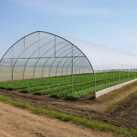 Cultivo protegido con túnel de plástico transparente como protección frente a factores climáticos